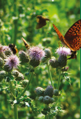 Biodiversity landing page